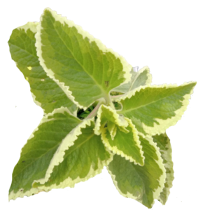 Hortelã Pimenta Rajado (maço)