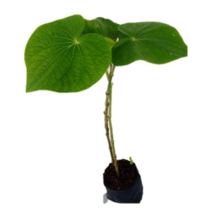 Muda de Pariparoba (Unidade)