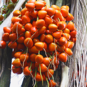 Fruta Pupunha (Kg) – Congelada