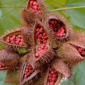 Semente de Urucum (50 g) – Sítio Santa Bárbara