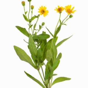 Arnica (maço)